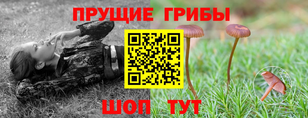 Псилоцибиновые грибы Psilocybine cubensis Кузнецк